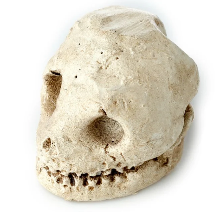 Human Skull Dig-A-Saurs Dig it Out Kit