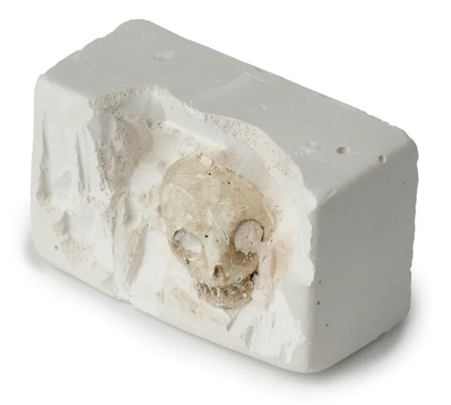 Human Skull Dig-A-Saurs Dig it Out Kit