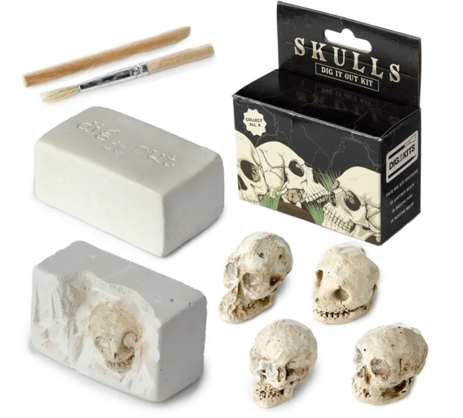 Human Skull Dig-A-Saurs Dig it Out Kit