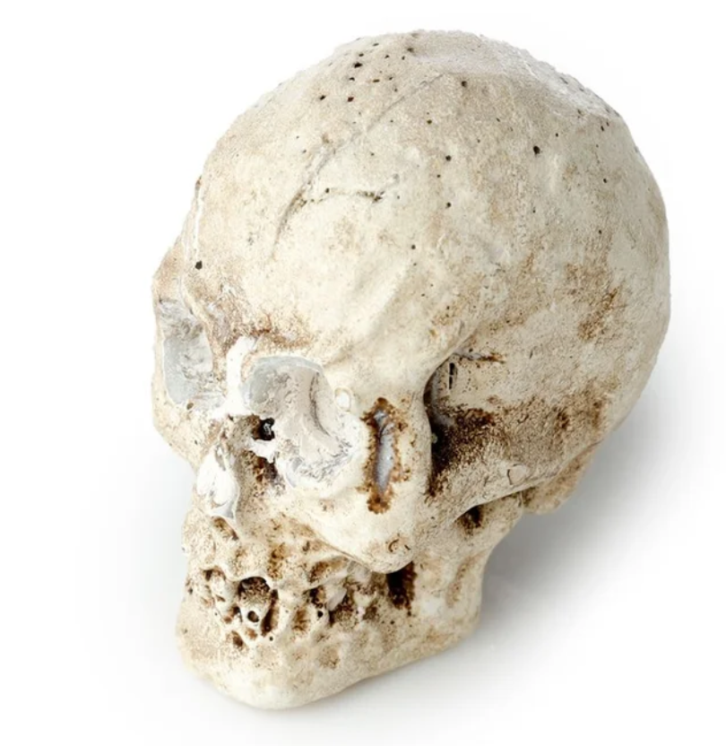 Human Skull Dig-A-Saurs Dig it Out Kit