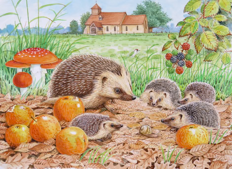 Hedgehog wildlife, nature, greeting card by David Thelwell with hedgehog and babies foraging in leafs and apples with field and church behind