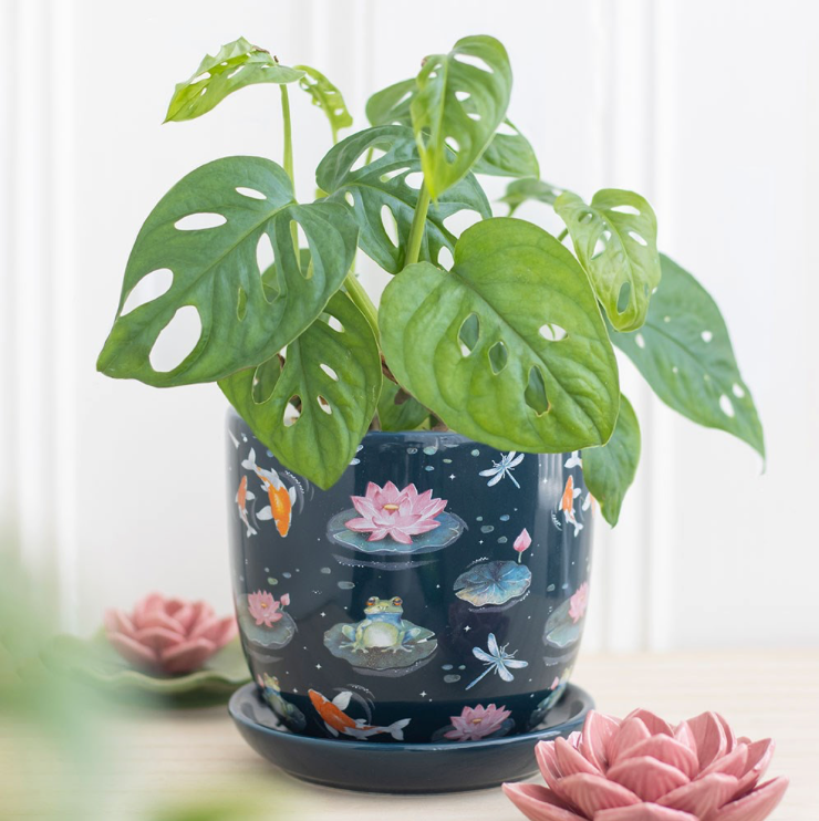 pond plant pot frog and lotus