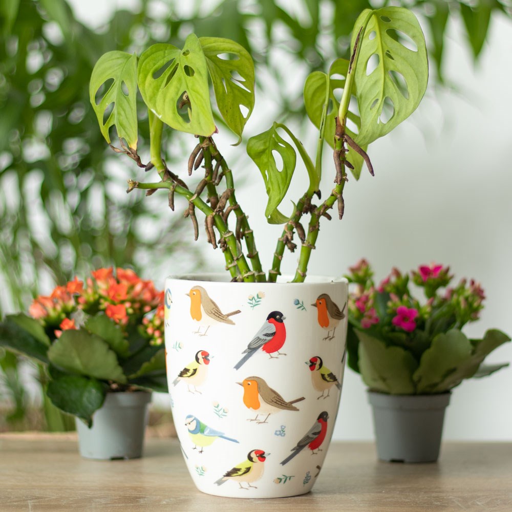 British Garden Birds Ceramic Plant Pot display