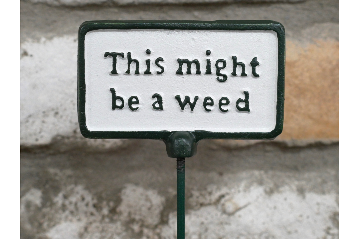Small sign on a stick with text 'This might be a weed' against a stone background